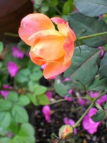 �ߑO�̃t�����C�e