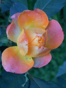 �ߌ�̃t�����C�e