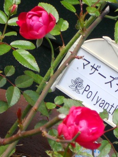 �}�U�[�Y�f�B