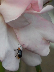 �N�C�[���G���U�x�X�ƃ`���E�����o�`