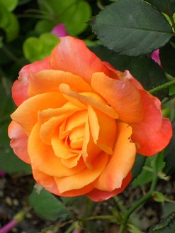 �t�����C�e�S�J�I