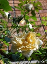 �A���X�^�[�E�X�e���O���C