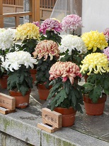 �����ɂ͋e�̉�