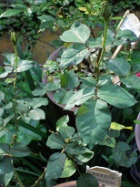 �J�X�N�h�[�����Q