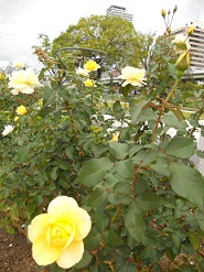 �J�X�N�h�[��