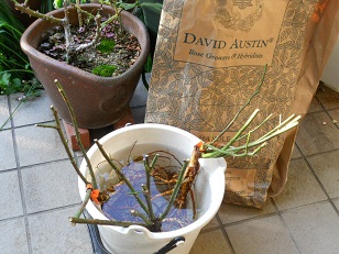 �f�r�b�h�E�I�[�X�`���̑�c�����I