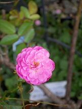 �G�N�Z�����g�E�t�H���E�V���[�x���g