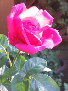 �}���A�J���X