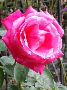 �����̃}���A�J���X