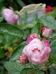 �}���R�Y�V�X�^�[