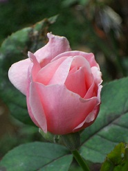 �N�C�[���G���U�x�X���Q