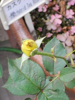 �J�X�N�h�[�����Q