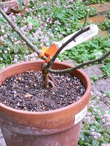 �A�������c