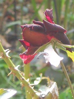 C14