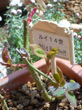 C14