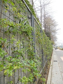 ijCo