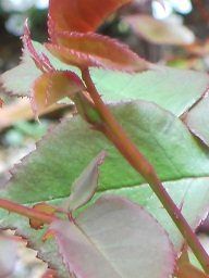 C14ڂ