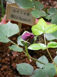 C14