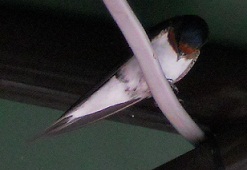 SAŌco