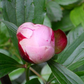䉖