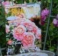 NHK̉|
