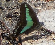 ł