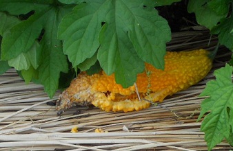 ڂ