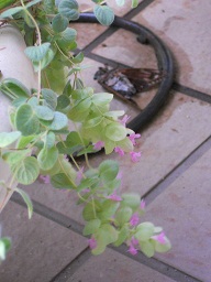 RR育߂ӂAABBB