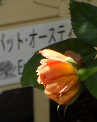 pbgI[X`