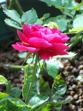 L.D.uXEFCg