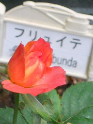 to_FtCe