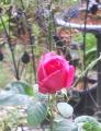 }AJX(#^.^#)ֲց`U+2665