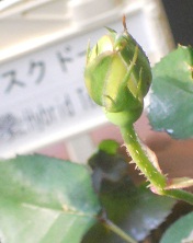 JXNh[