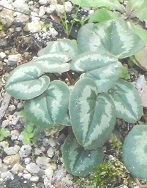 VN