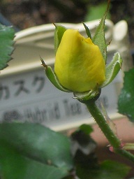 JXNh[