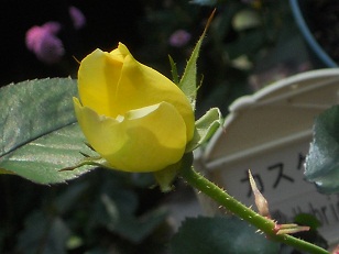 ̃JXNh[