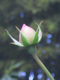 OXA[փ