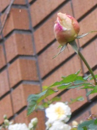 JĂ肩0BBBBB