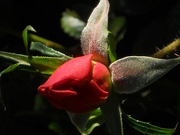 to_FtCeQ