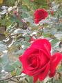KNU+2665aKN`U+2665Ȃɍ炢Ă܂U+2665