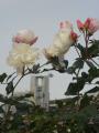 ACXo[O(#^.^#)Ƃ`U+2665