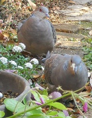 ȂĂ邵`