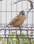 ڂׂ̂Ɂ`