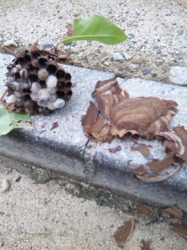 �X�Y���o�`�̑�