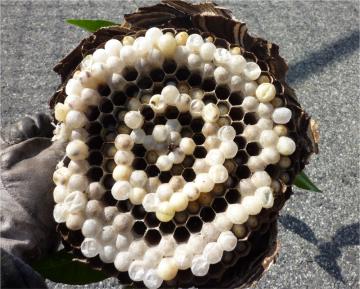 �X�Y���o�`�̑�