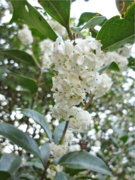 �q�C���M���N�Z�C�̉�