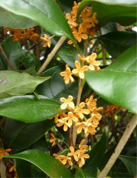 �L�����N�Z�C