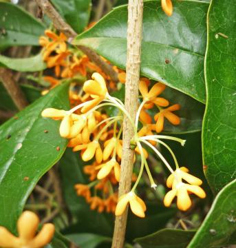 �L�����N�Z�C