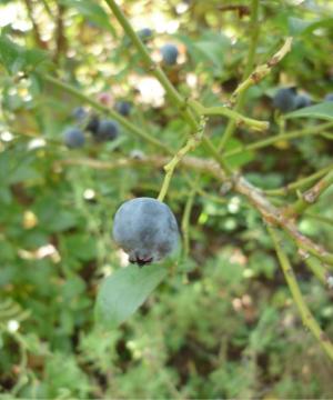 �u���[�x���[