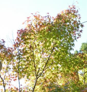 �{���̃��~�W